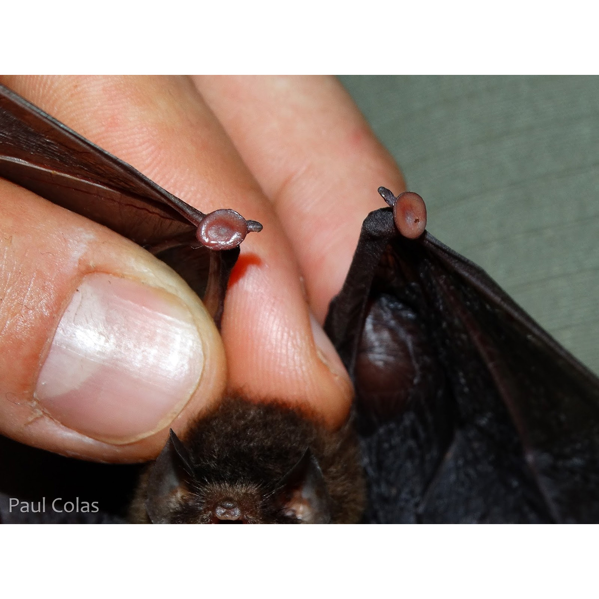 De Vivo's Disk Winged bat (Thyroptera devivoi) Фото №3