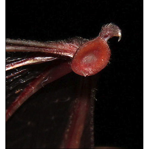 De Vivo's Disk Winged bat (Thyroptera devivoi) Фото №4