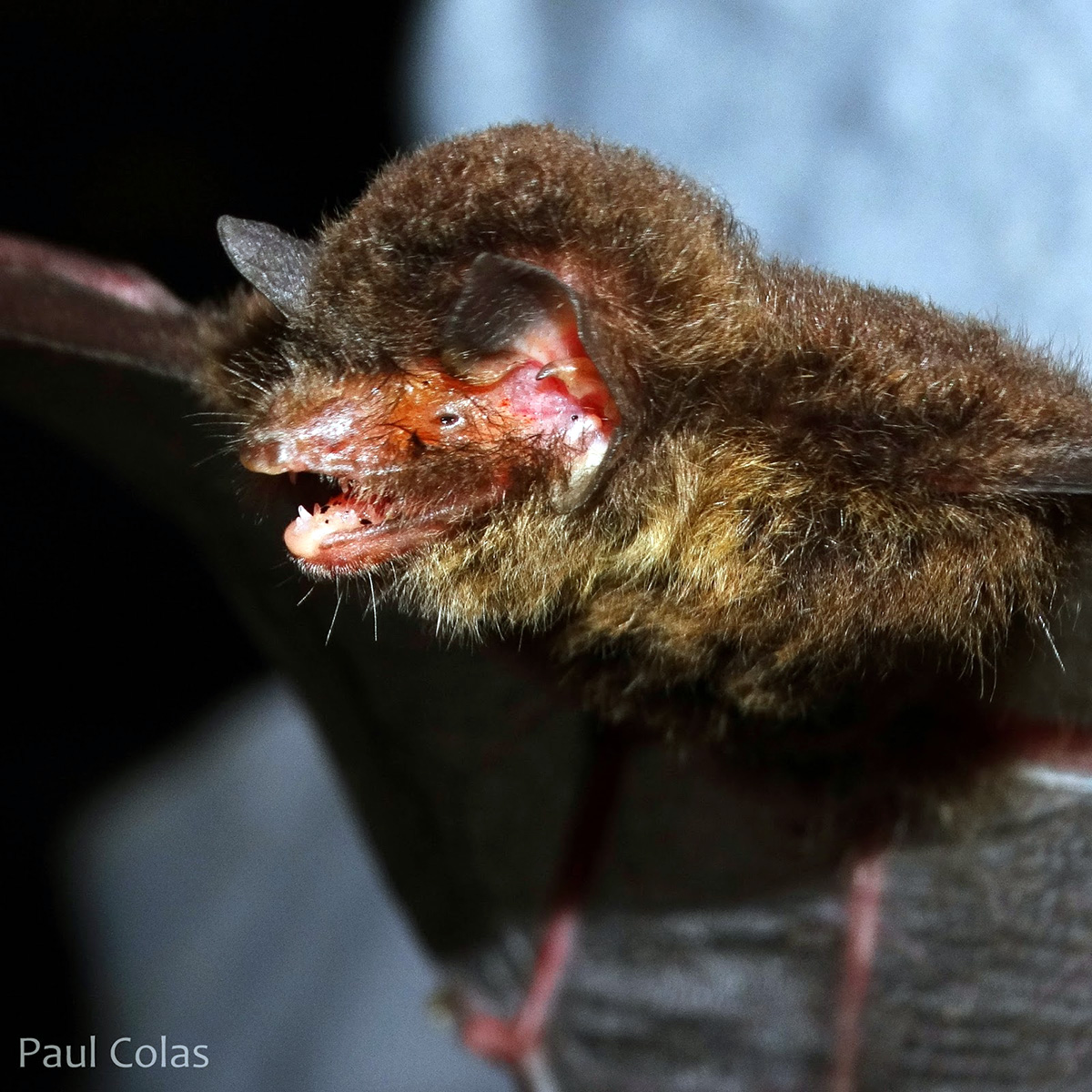 De Vivo's Disk Winged bat (Thyroptera devivoi) Фото №5