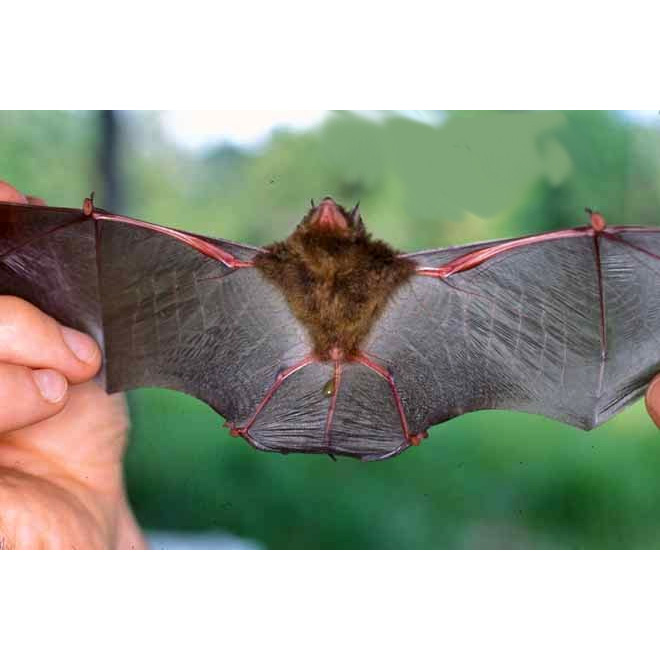 La Val's Disk Winged Bat (Thyroptera lavali) Фото №2