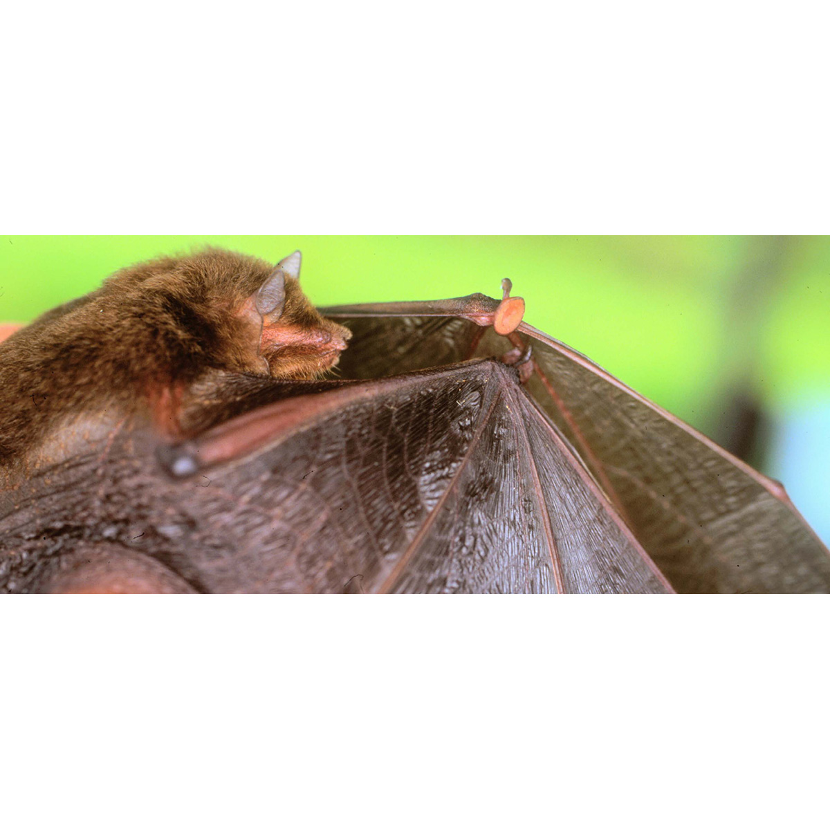 La Val's Disk Winged Bat (Thyroptera lavali) Фото №3