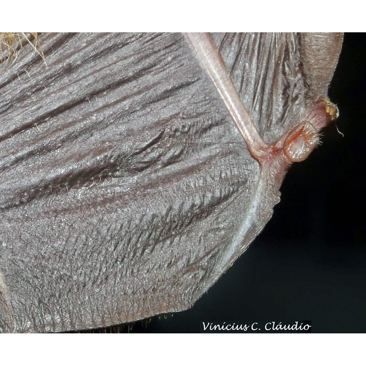 La Val's Disk Winged Bat (Thyroptera lavali) Фото №5