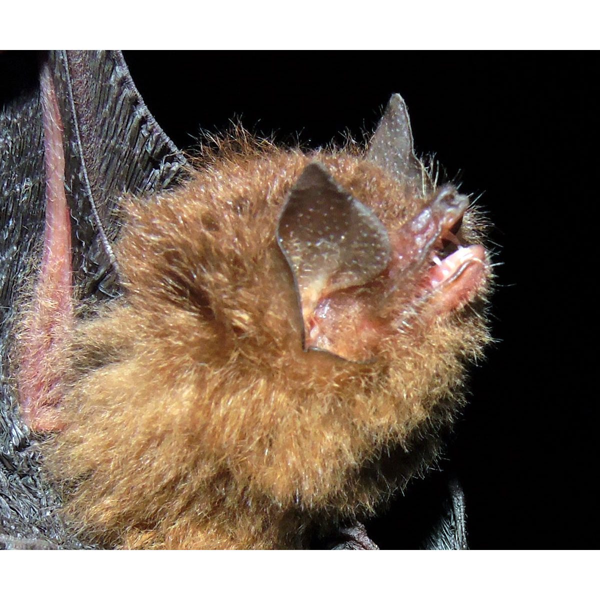 La Val's Disk Winged Bat (Thyroptera lavali) Фото №6