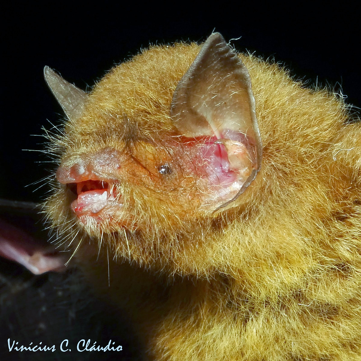 La Val's Disk Winged Bat (Thyroptera lavali) Фото №7