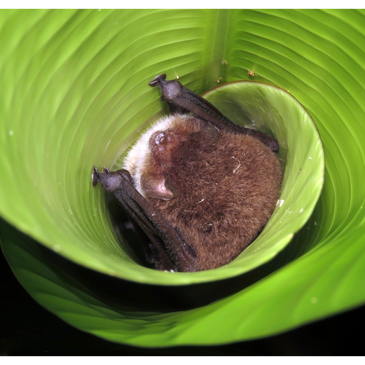 Трёхцветный присосконог (Thyroptera tricolor) Фото №4