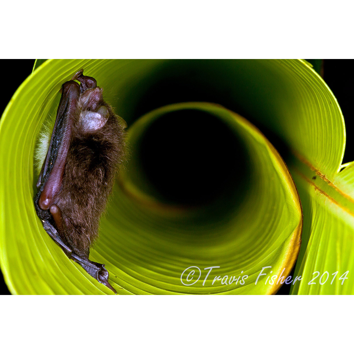 Трёхцветный присосконог (Thyroptera tricolor) Фото №5