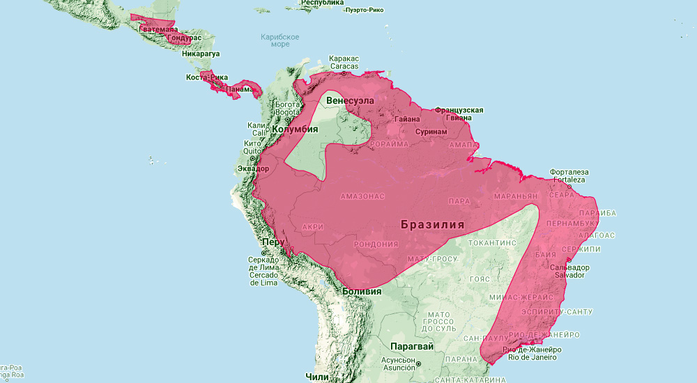 Трёхцветный присосконог (Thyroptera tricolor) Ареал обитания на карте