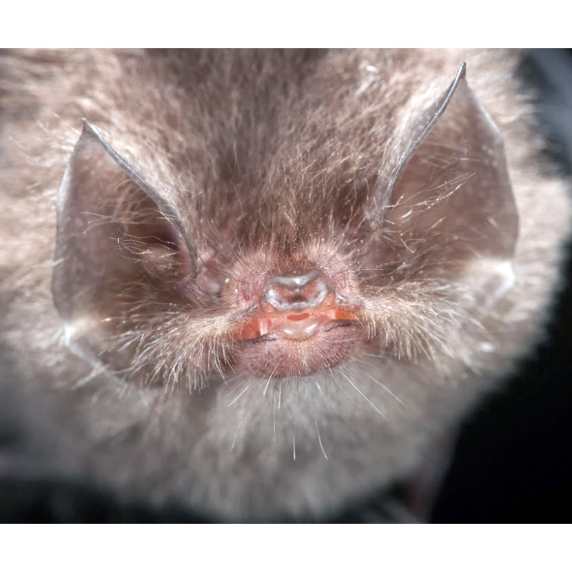Patricia's Disk Winged Bat (Thyroptera wynneae) Фото №4