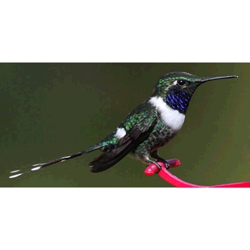 Род Искрохвостые колибри  фото