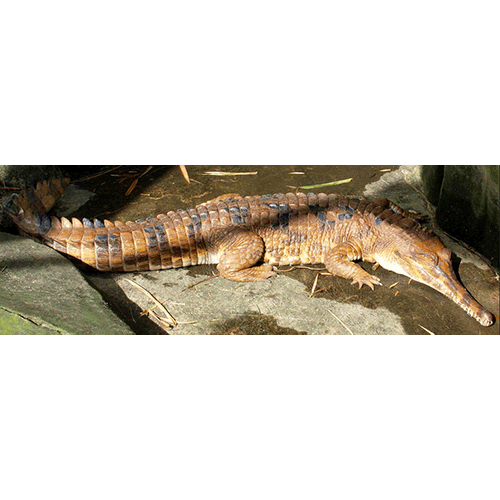  Род Гавиаловые крокодилы  фото