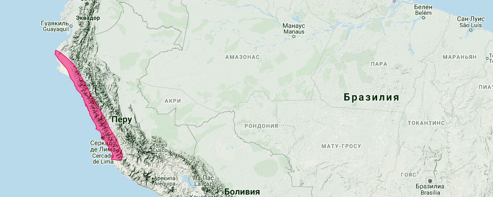 Томопеас (Tomopeas ravus) Ареал обитания на карте
