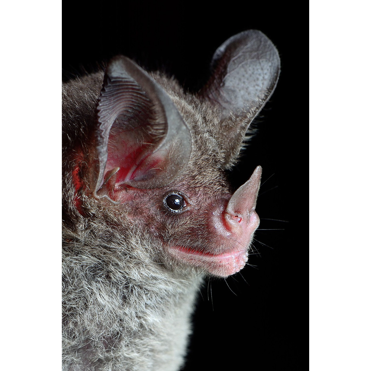 Stripe Headed Round Eared Bat (Tonatia saurophila) Фото №10