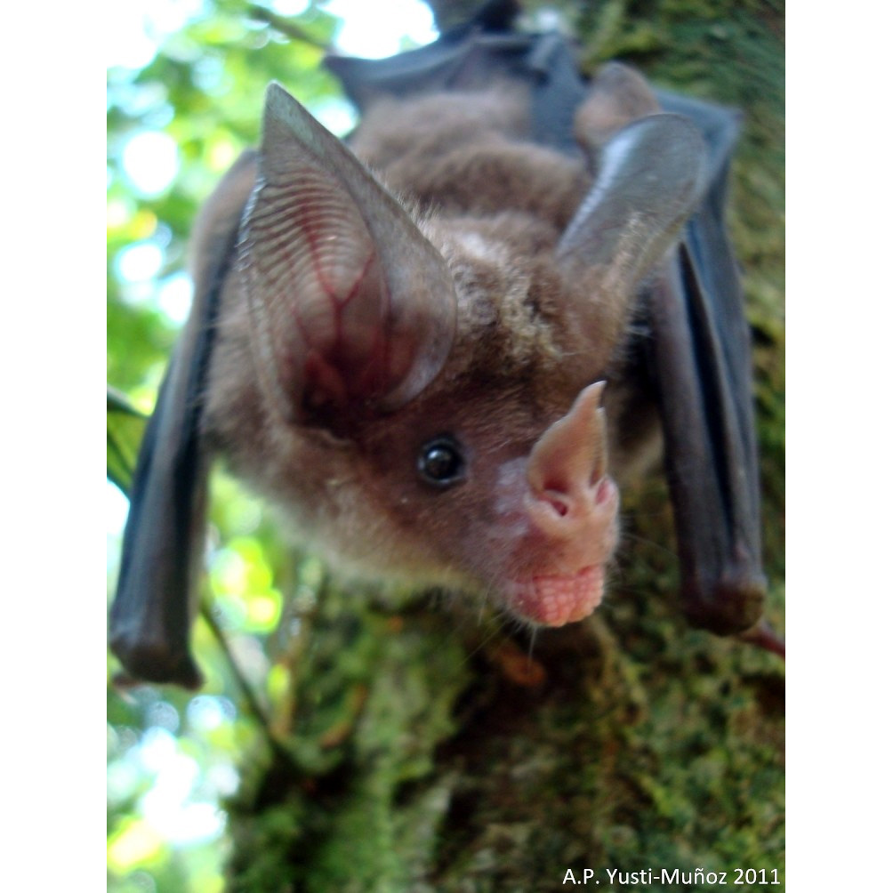 Stripe Headed Round Eared Bat (Tonatia saurophila) Фото №2