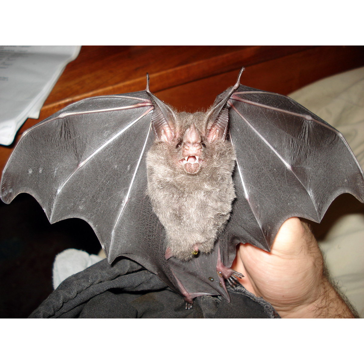 Stripe Headed Round Eared Bat (Tonatia saurophila) Фото №3