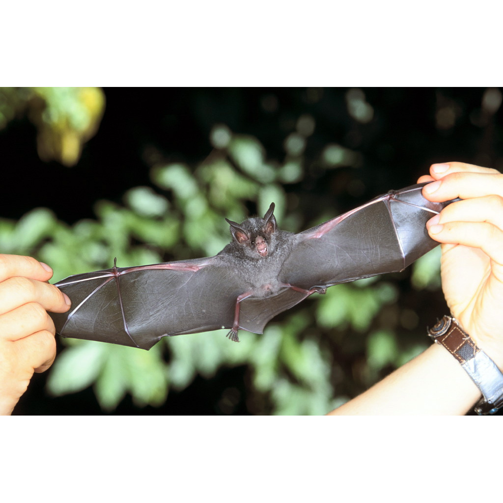 Stripe Headed Round Eared Bat (Tonatia saurophila) Фото №4