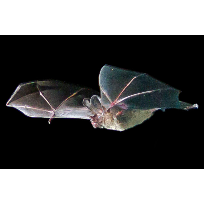 Stripe Headed Round Eared Bat (Tonatia saurophila) Фото №5