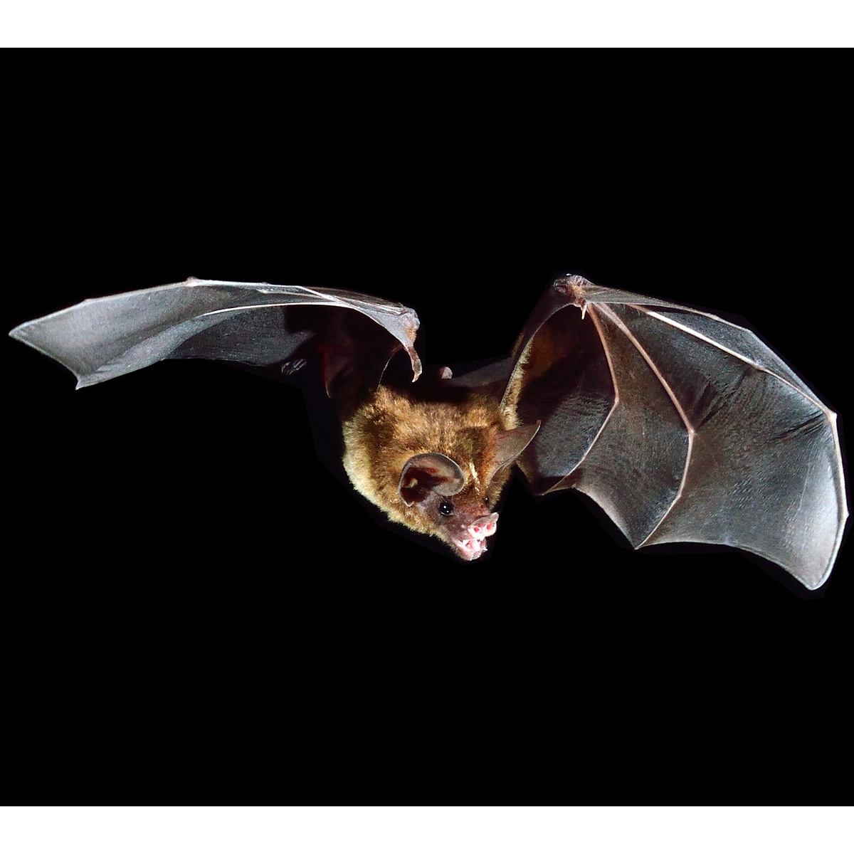 Stripe Headed Round Eared Bat (Tonatia saurophila) Фото №6