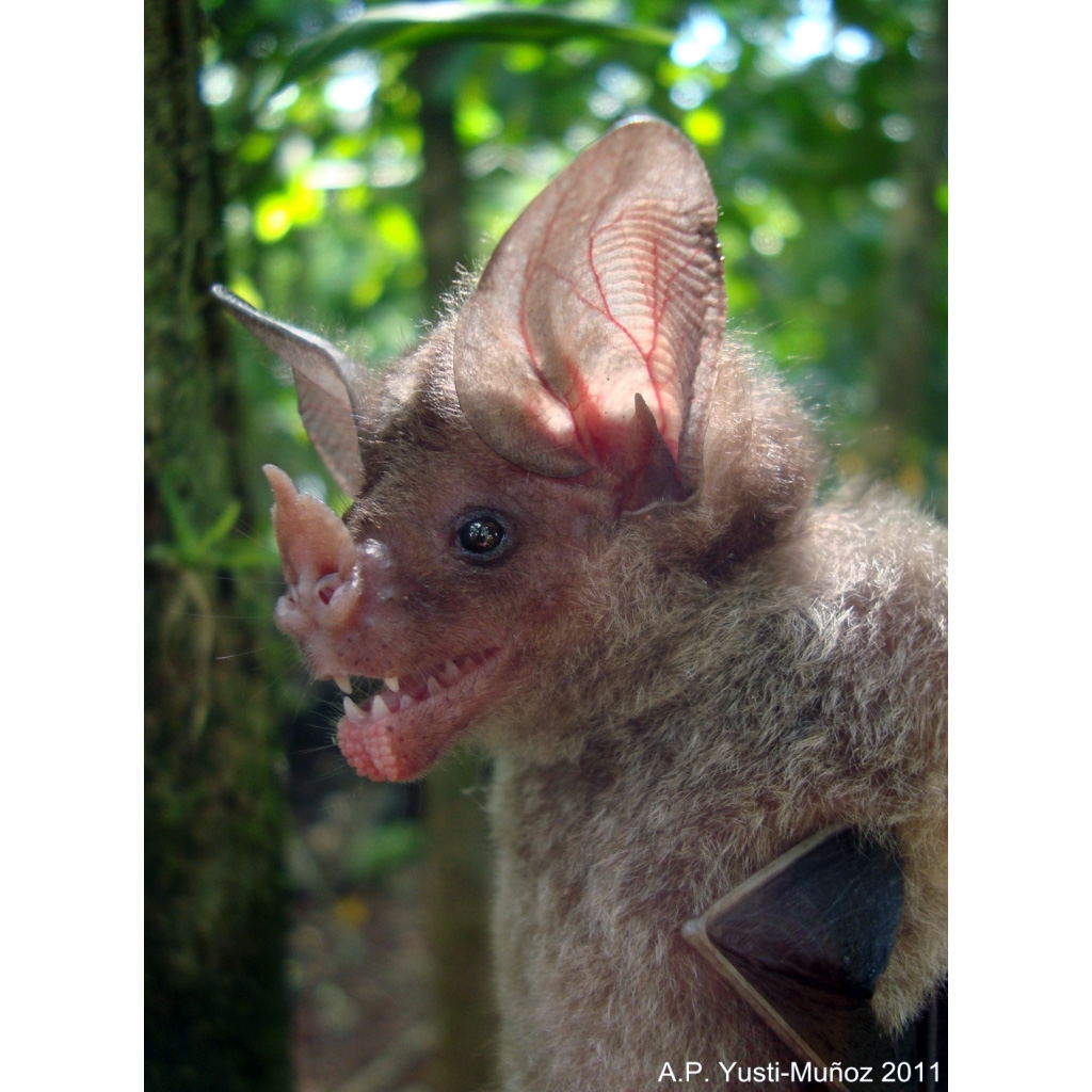 Stripe Headed Round Eared Bat (Tonatia saurophila) Фото №7