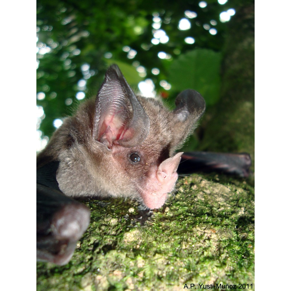 Stripe Headed Round Eared Bat (Tonatia saurophila) Фото №8