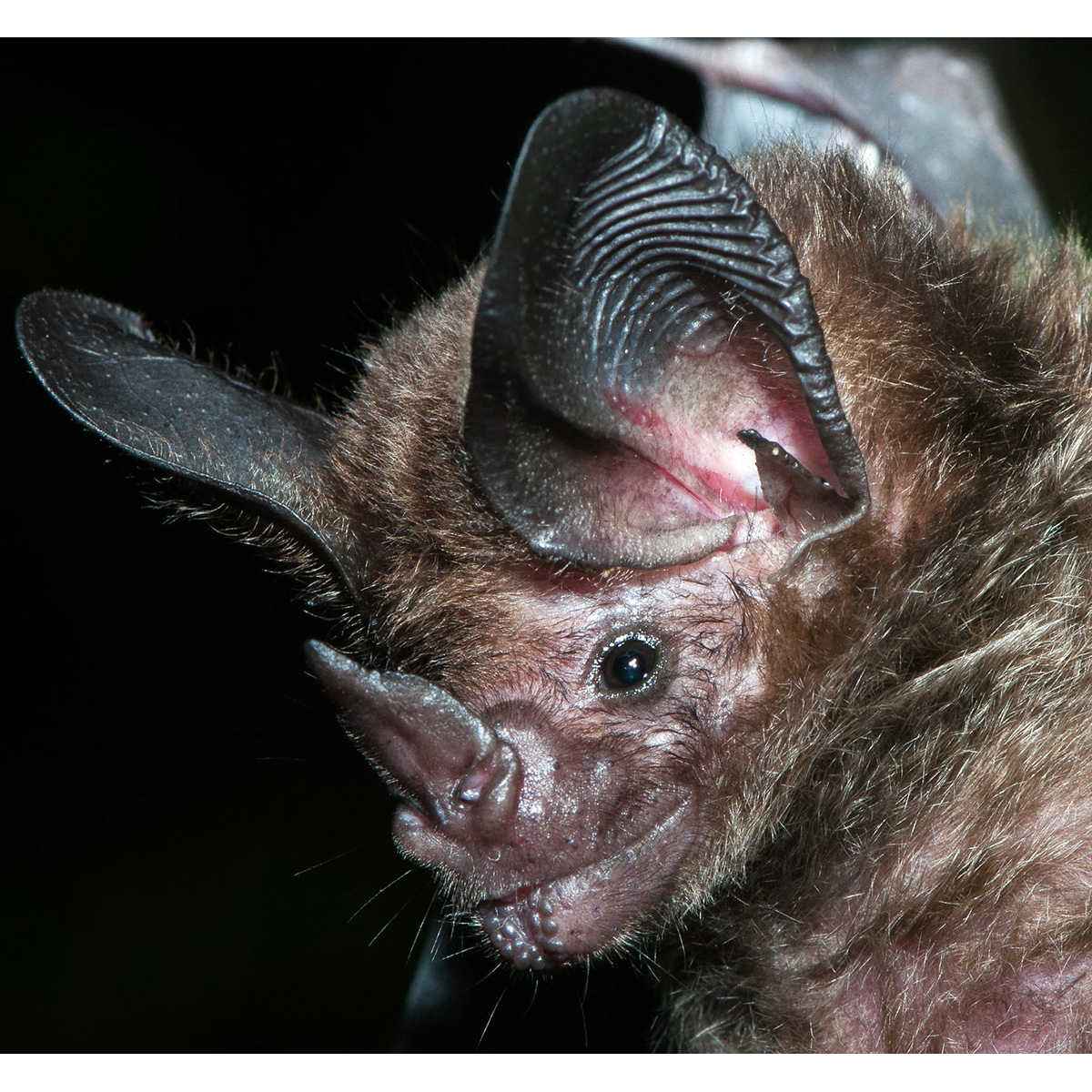 Stripe Headed Round Eared Bat (Tonatia saurophila) Фото №9