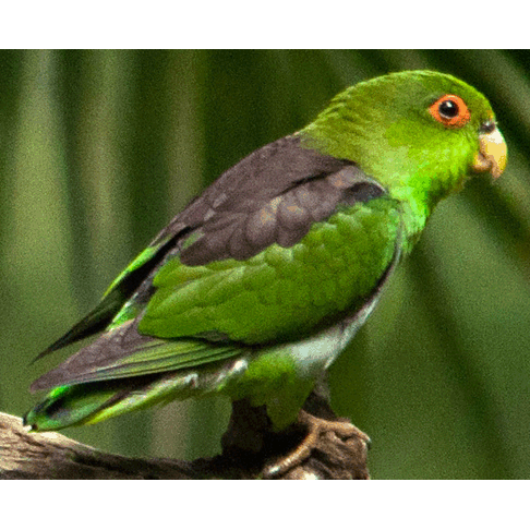  Род Пестрохвостые попугаи  фото