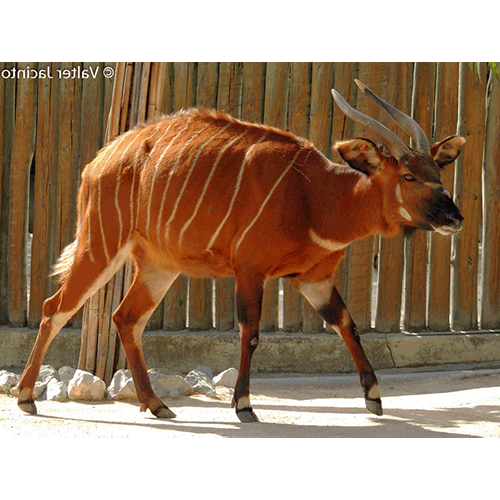 Род Лесные антилопы фото
