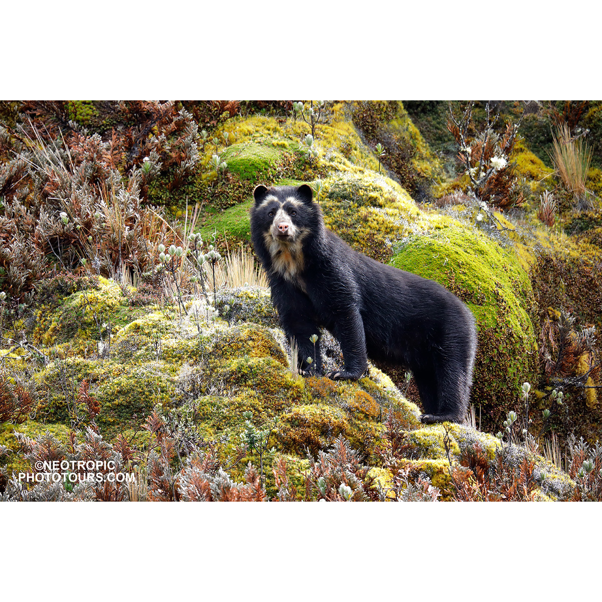 Очковый медведь (Tremarctos ornatus) Фото №2