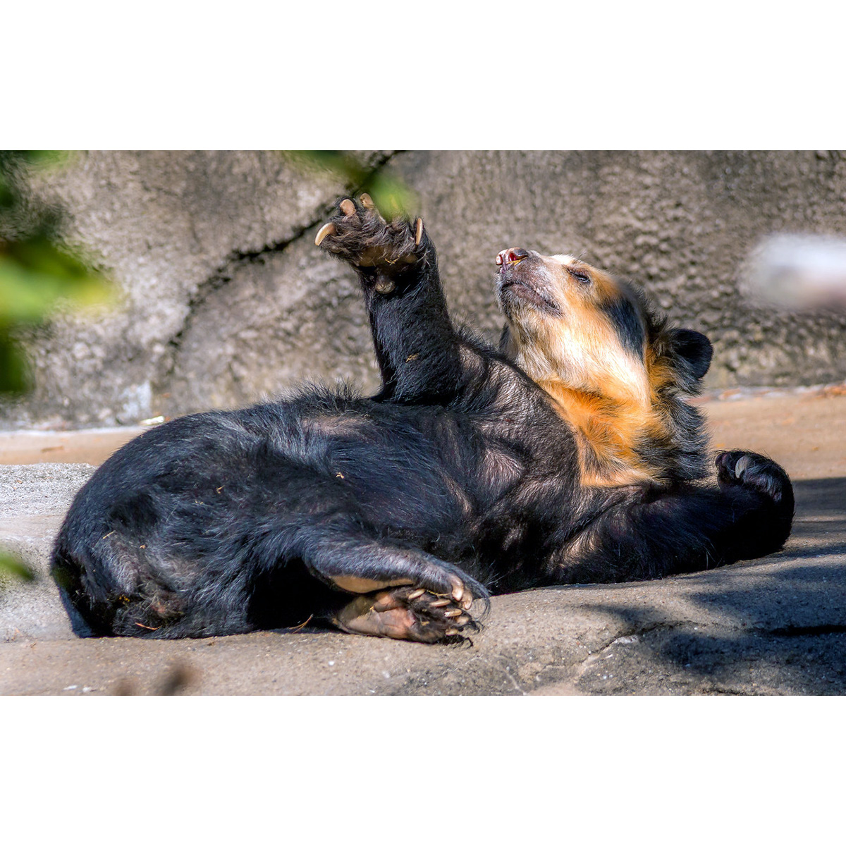 Очковый медведь (Tremarctos ornatus) Фото №6