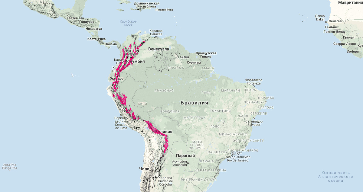 Очковый медведь (Tremarctos ornatus) Ареал обитания на карте