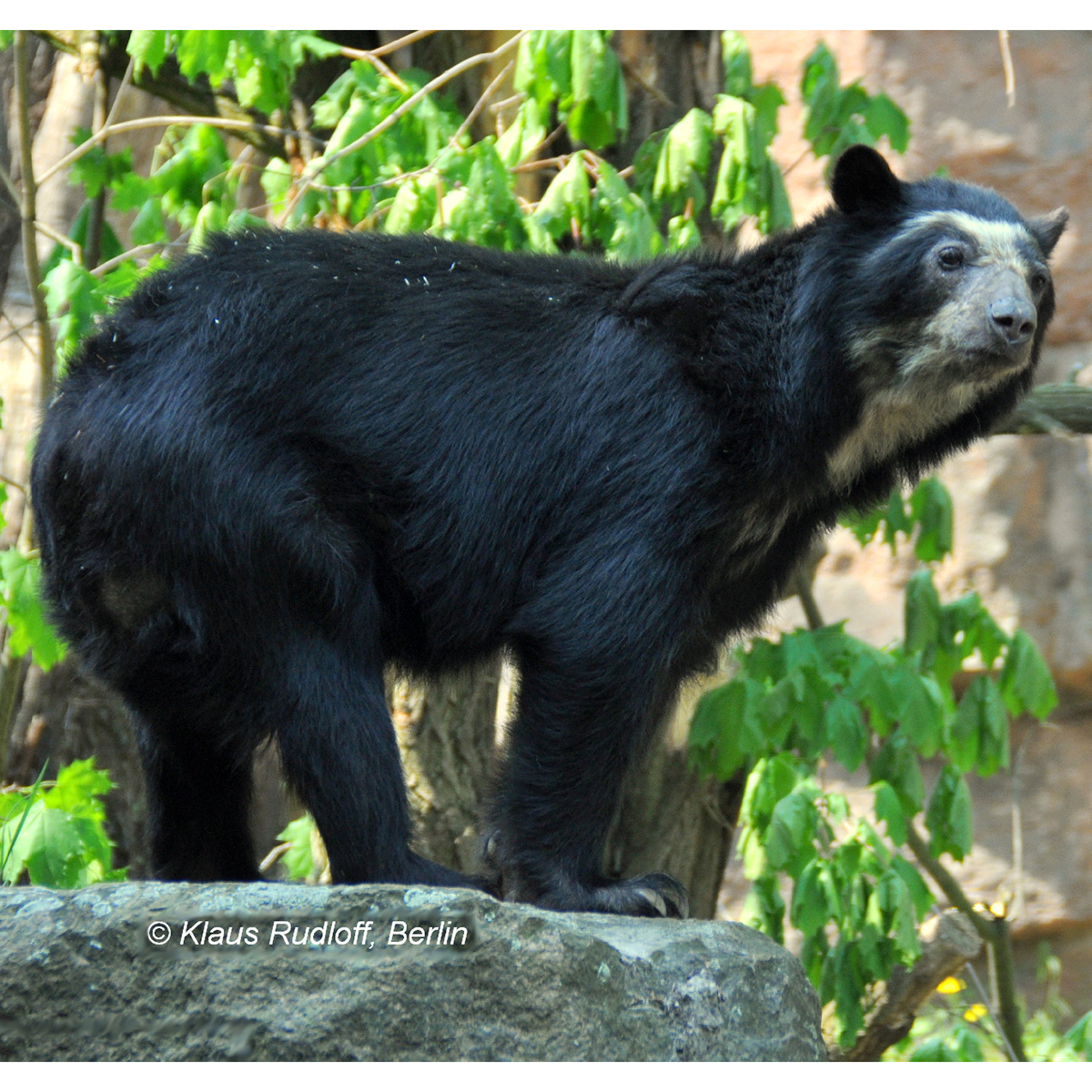 Очковый медведь (Tremarctos ornatus) Фото №1