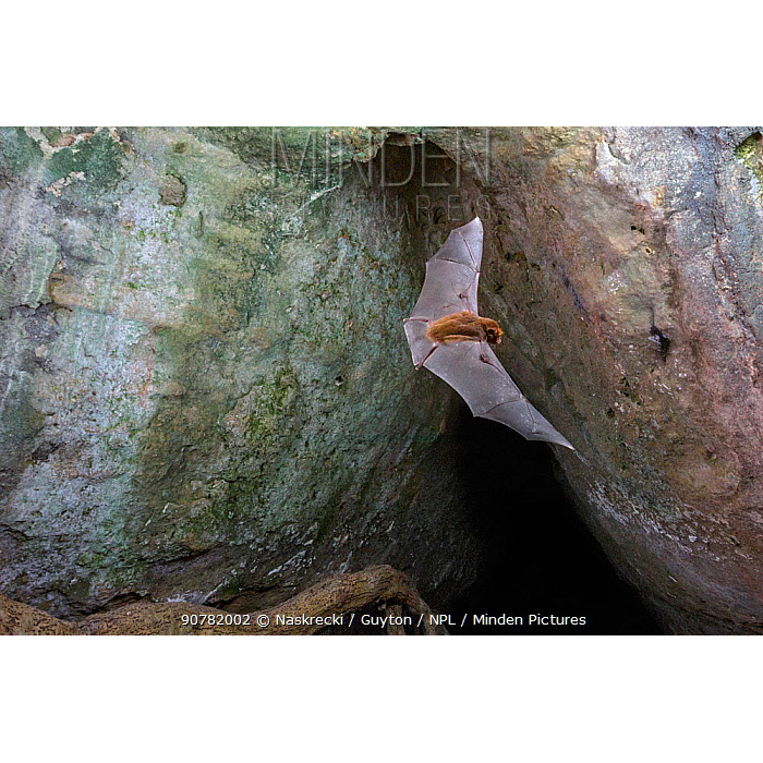 Африканский трилистонос (Triaenops afer) Фото №7