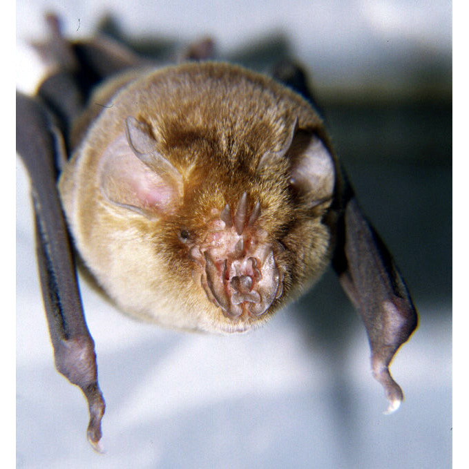 Rufous Trident Bat (Triaenops rufus) Фото №10