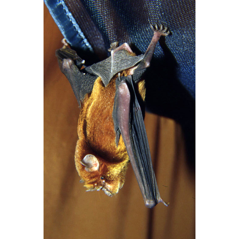 Rufous Trident Bat (Triaenops rufus) Фото №2