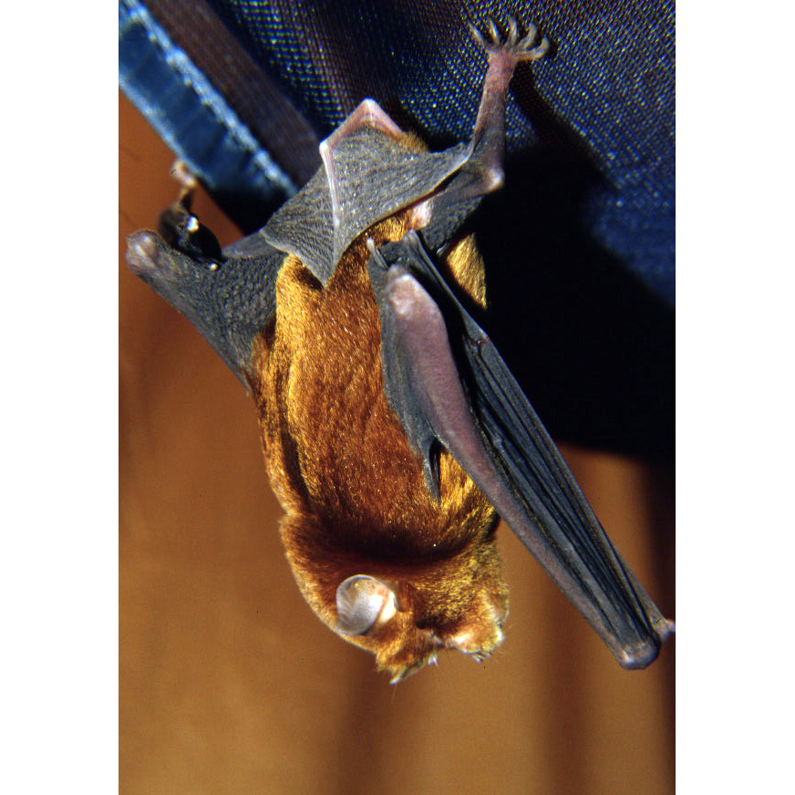 Rufous Trident Bat (Triaenops rufus) Фото №3