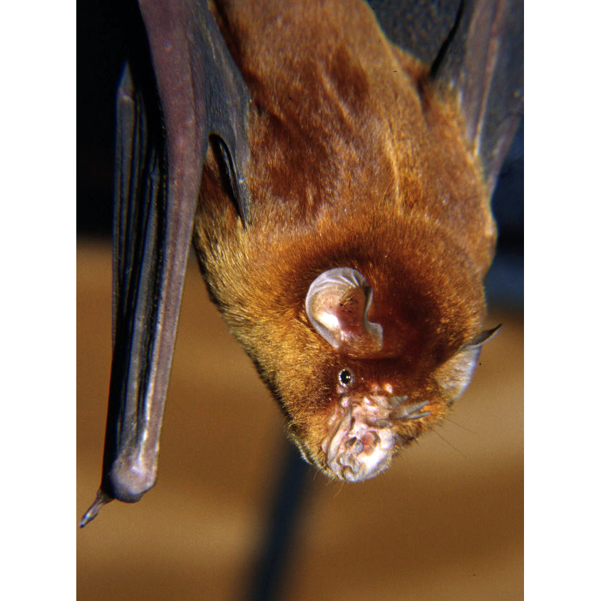 Rufous Trident Bat (Triaenops rufus) Фото №4
