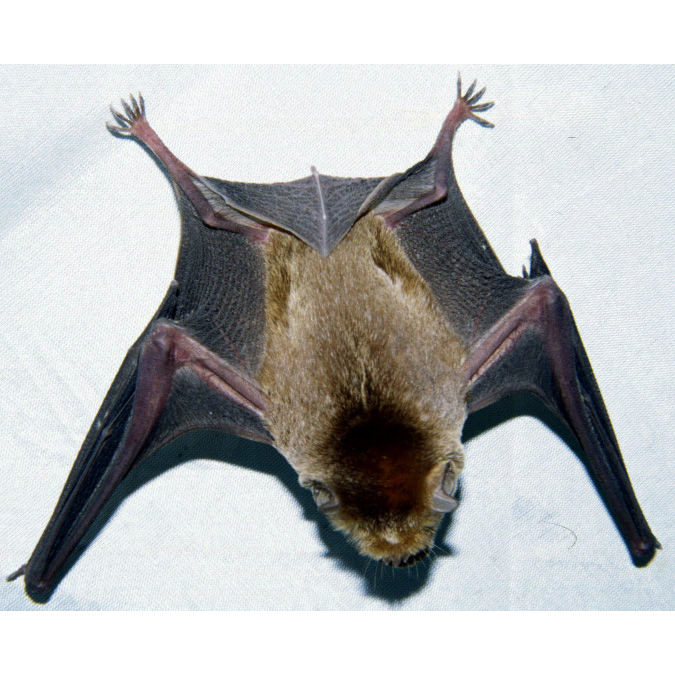 Rufous Trident Bat (Triaenops rufus) Фото №5