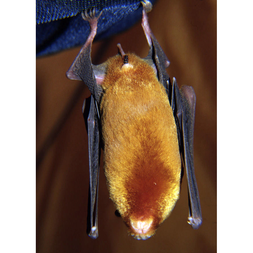 Rufous Trident Bat (Triaenops rufus) Фото №6