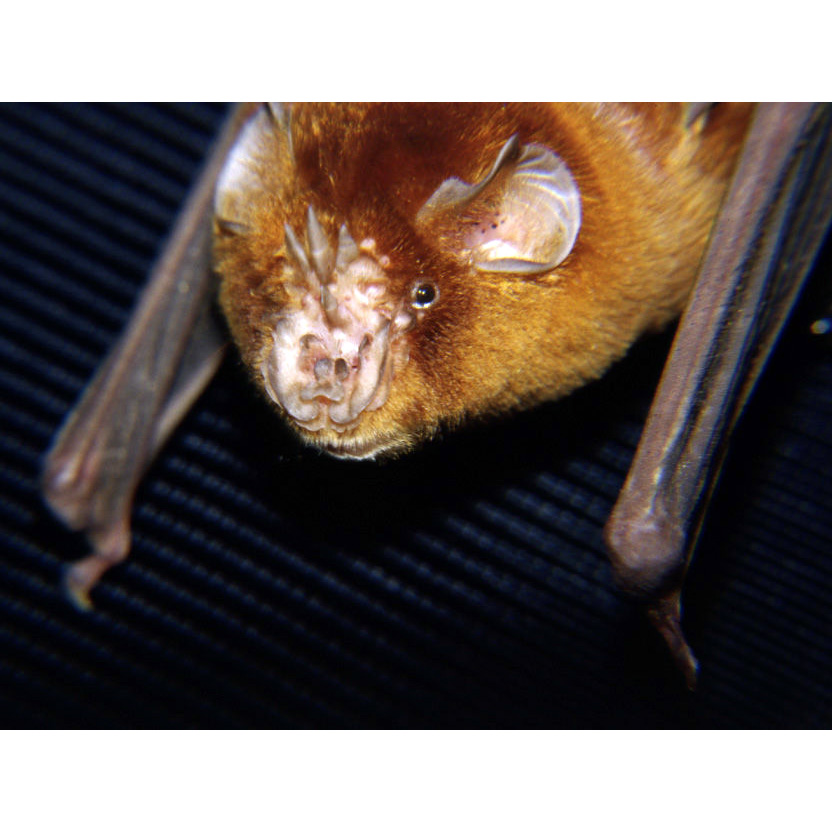 Rufous Trident Bat (Triaenops rufus) Фото №7