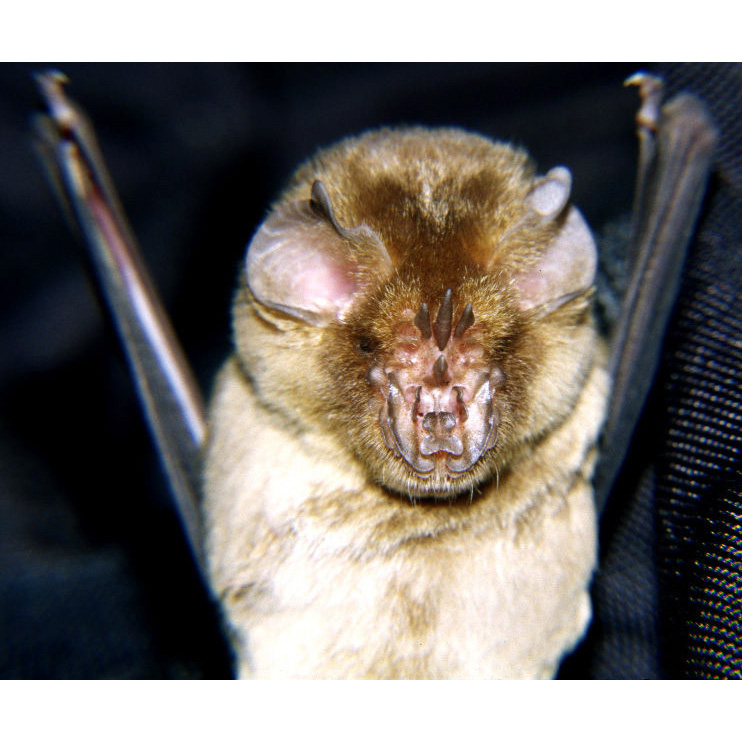 Rufous Trident Bat (Triaenops rufus) Фото №9