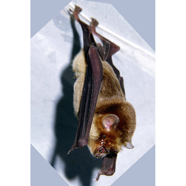 Rufous Trident Bat (Triaenops rufus) Фото №1