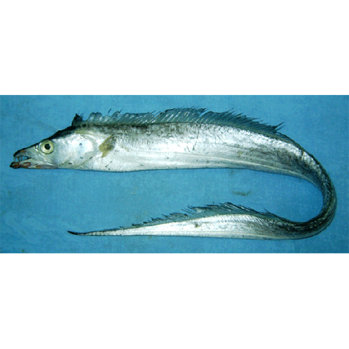 Род Волосохвостые рыбы-сабли / Волосохвосты фото