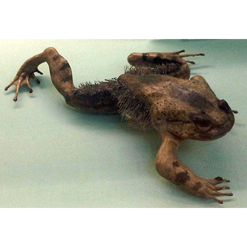  Род Волосатые лягушки  фото