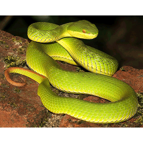  Род Азиатские копьеголовые змеи / Куфии  фото