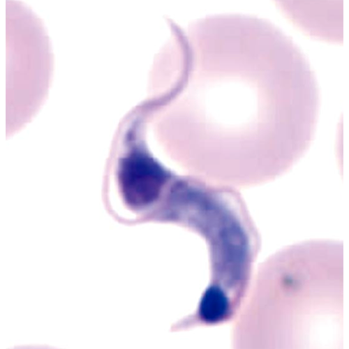Отряд Trypanosomatida фото