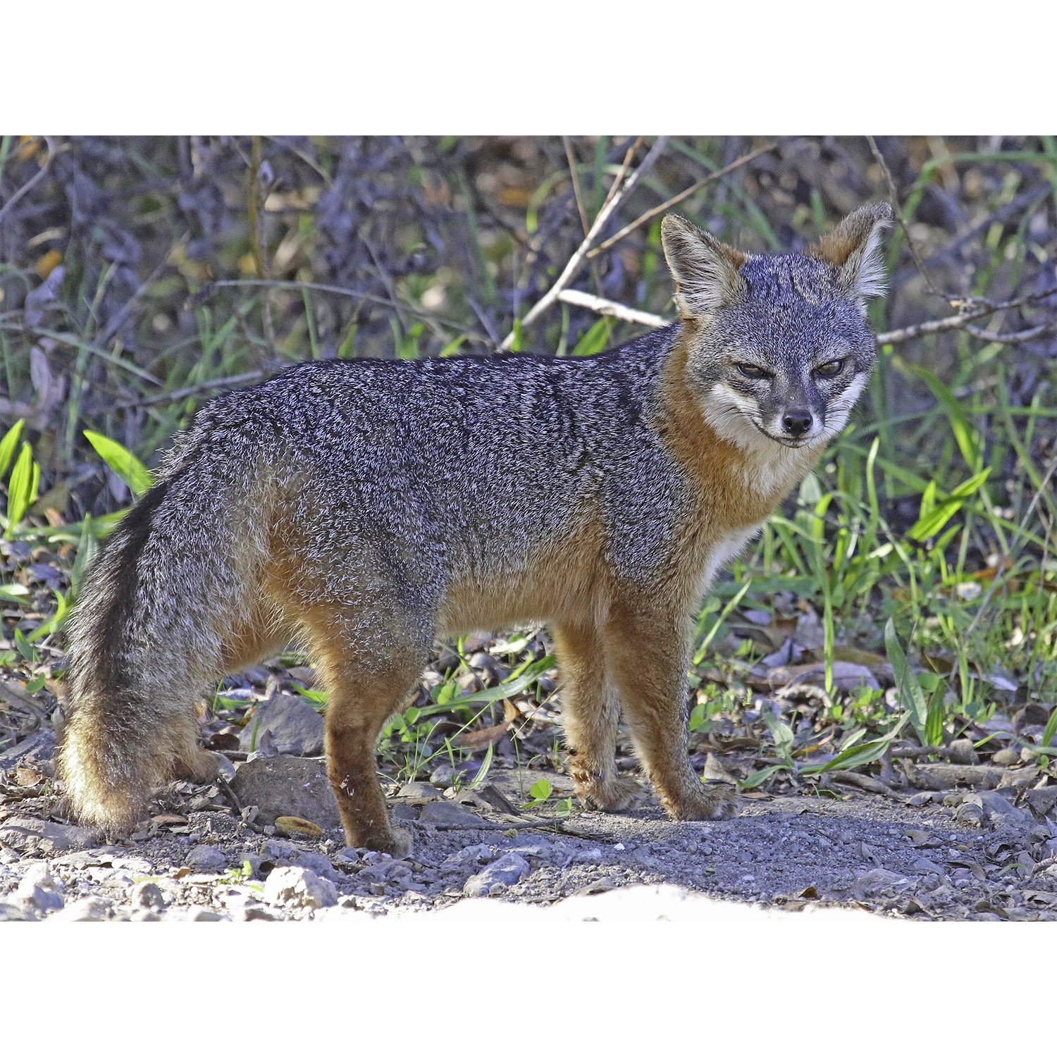 Urocyon littoralis Фото №5