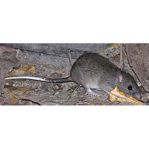 Род Чушуехвостые крысы  фото
