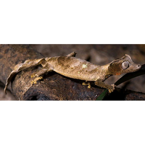  Род Плоскохвостые мадагаскарские гекконы / Листохвостые мадагаскарские гекконы  фото