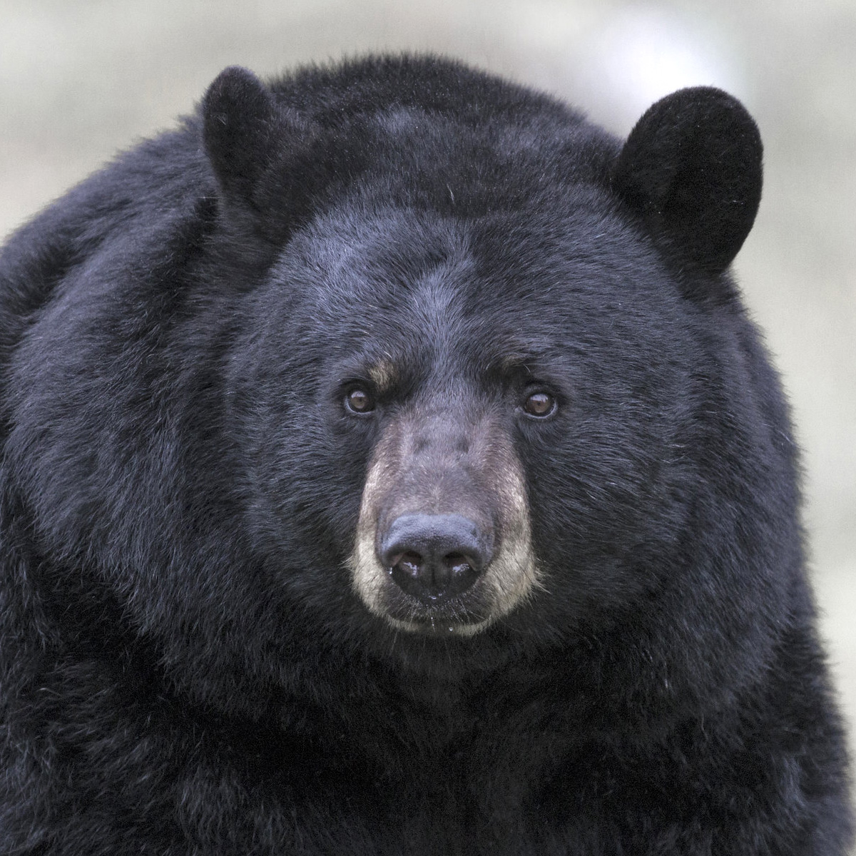 Чёрный медведь (Ursus americanus) Фото №10
