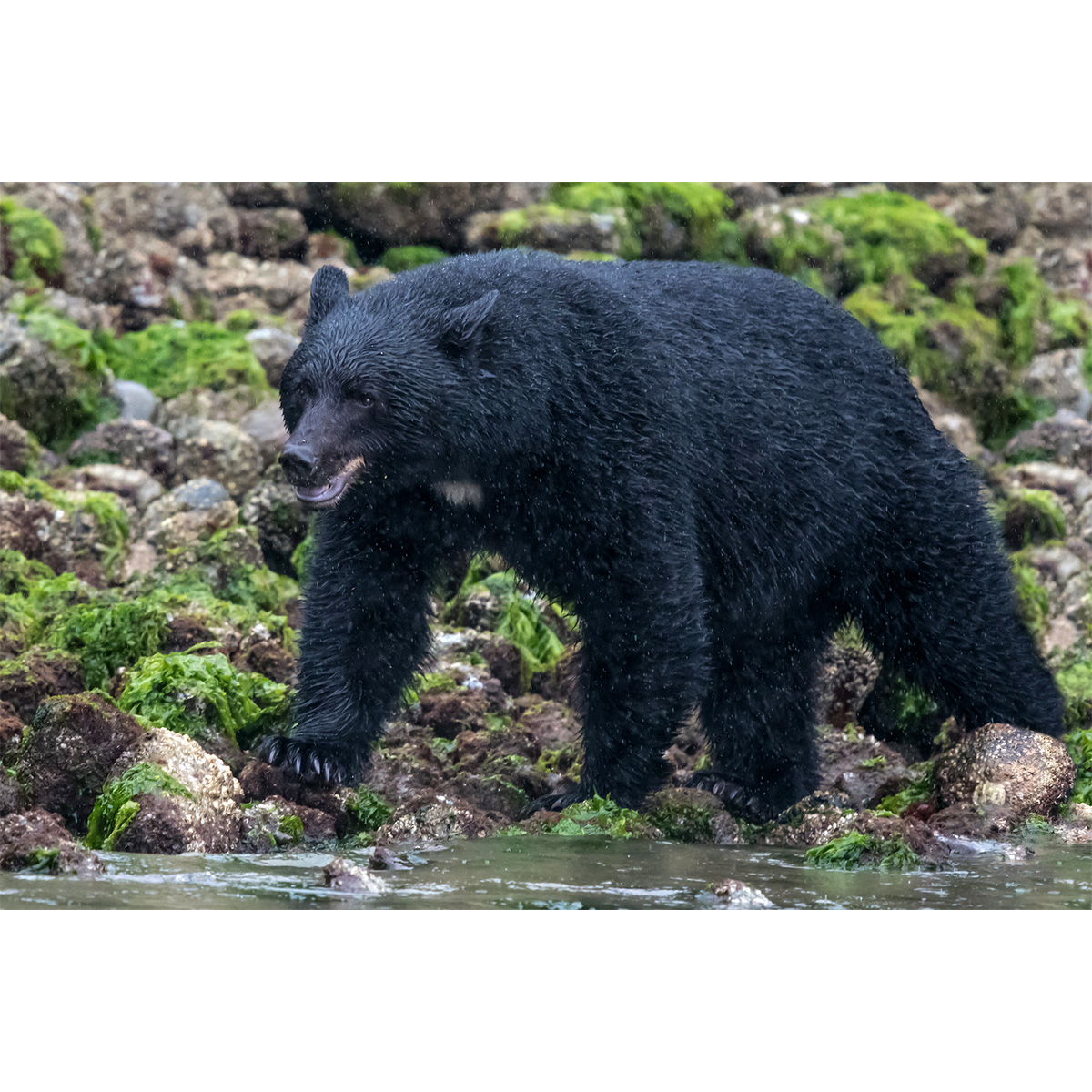 Чёрный медведь (Ursus americanus) Фото №2