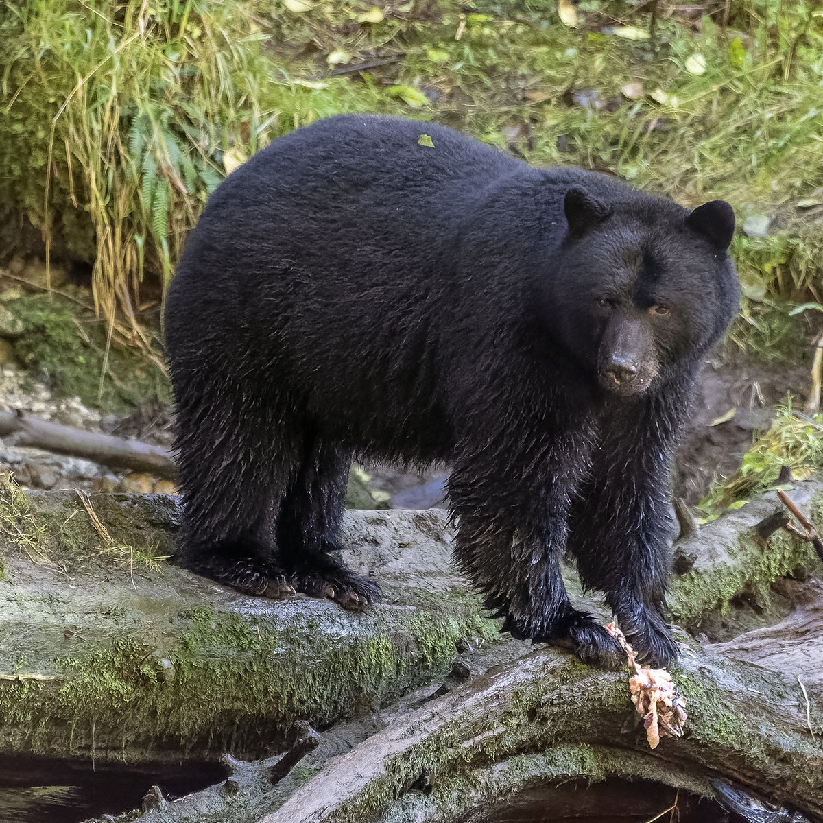 Чёрный медведь (Ursus americanus) Фото №3